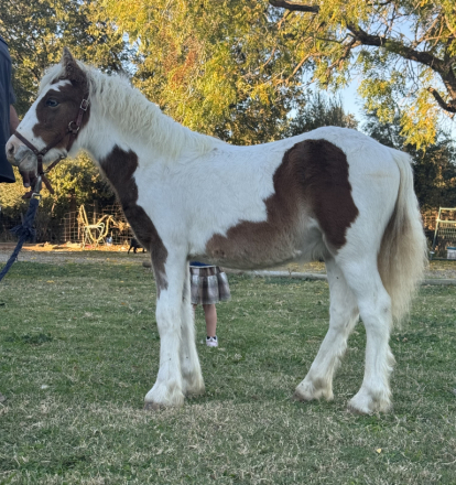 HorseID: 2301621 Poppy - PhotoID: 1083536
