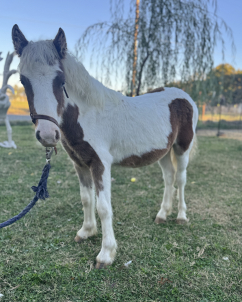 HorseID: 2301621 Poppy - PhotoID: 1091149