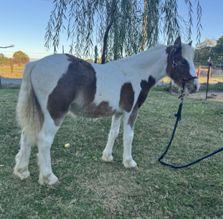 HorseID: 2301621 Poppy - PhotoID: 1091150