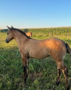 HorseID: 2301738 BRAVOS JACKIE JOY - PhotoID: 1083667