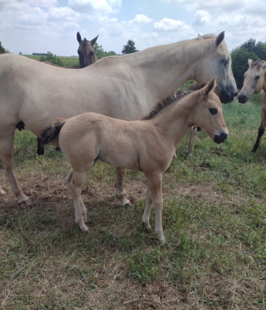 HorseID: 2301738 BRAVOS JACKIE JOY - PhotoID: 1083669