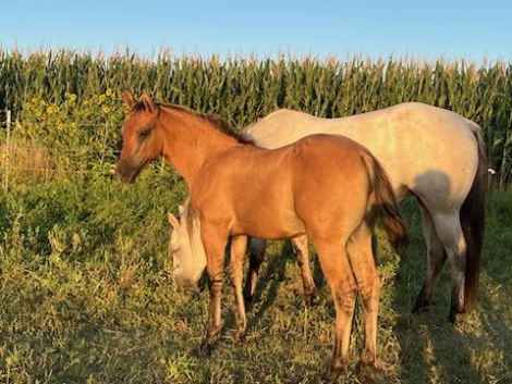 HorseID: 2301741 BRAVOS DUN COUNTESS - PhotoID: 1083671