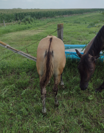 HorseID: 2301741 BRAVOS DUN COUNTESS - PhotoID: 1083672