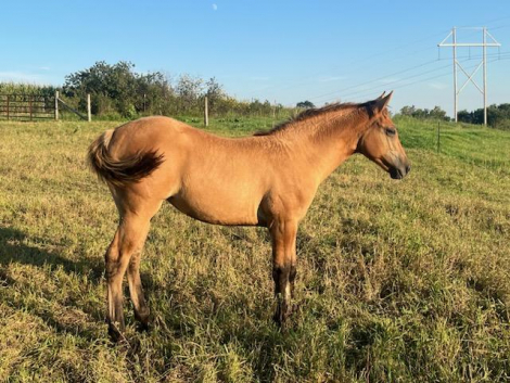 HorseID: 2301741 BRAVOS DUN COUNTESS - PhotoID: 1083673