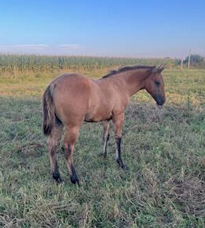 HorseID: 2301741 BRAVOS DUN COUNTESS - PhotoID: 1083674