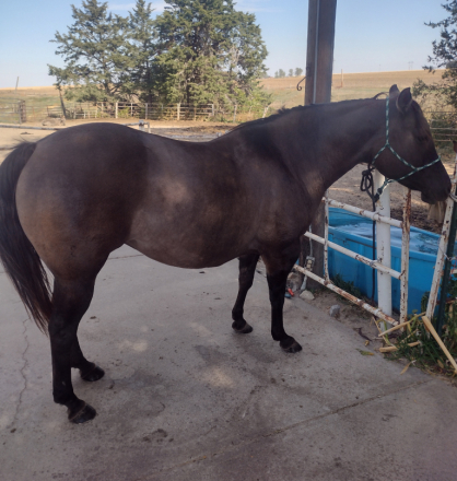 HorseID: 2301742 WHISPER N WILLOW - PhotoID: 1083676