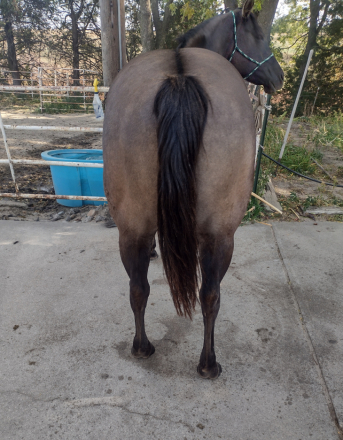 HorseID: 2301742 WHISPER N WILLOW - PhotoID: 1083677