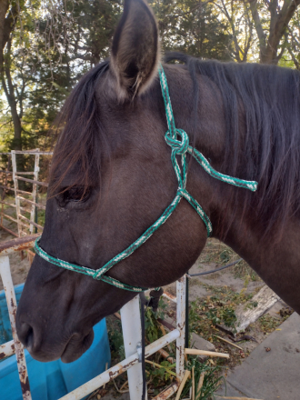 HorseID: 2301742 WHISPER N WILLOW - PhotoID: 1083678