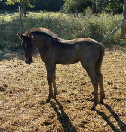 HorseID: 2301937 Myra - PhotoID: 1083951