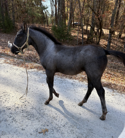 HorseID: 2301937 Myra - PhotoID: 1083952