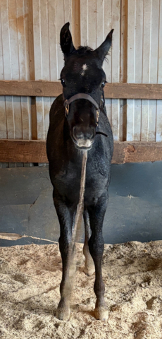 HorseID: 2301937 Myra - PhotoID: 1083953