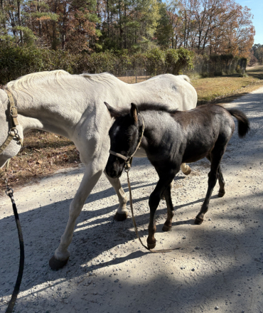 HorseID: 2301937 Myra - PhotoID: 1083954