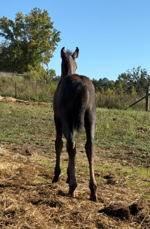 HorseID: 2301937 Myra - PhotoID: 1083955