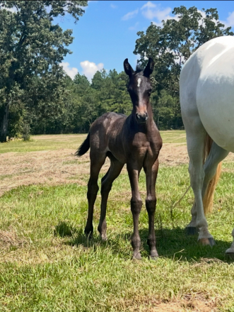 HorseID: 2301937 Myra - PhotoID: 1083956