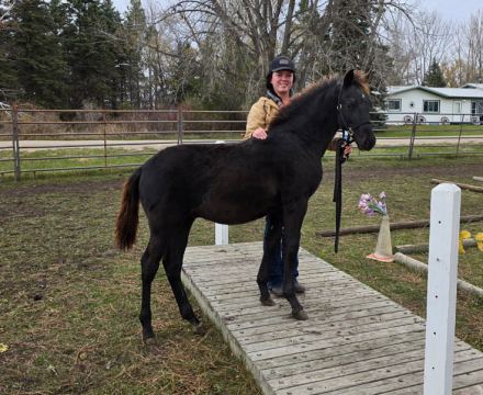 HorseID: 2302231 Prairie Hill Excalibur - PhotoID: 1084391