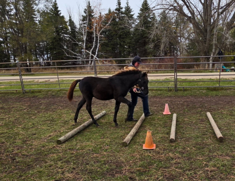 HorseID: 2302231 Prairie Hill Excalibur - PhotoID: 1090547