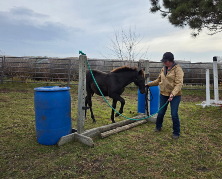 HorseID: 2302231 Prairie Hill Excalibur - PhotoID: 1090548