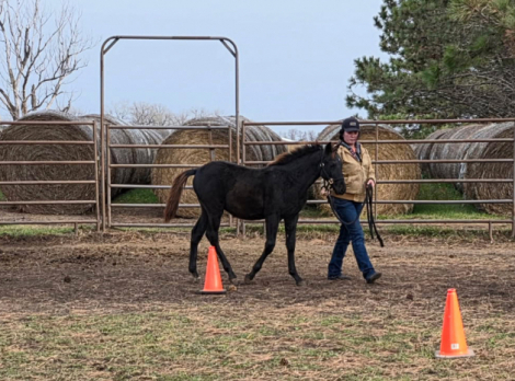 HorseID: 2302231 Prairie Hill Excalibur - PhotoID: 1090549