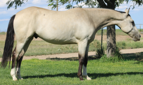 HorseID: 2302259 LXH SHINING RYKER - PhotoID: 1084409