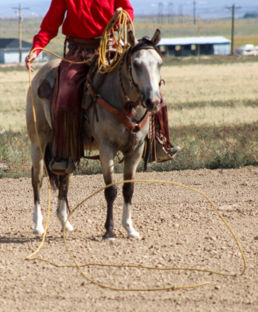 HorseID: 2302259 LXH SHINING RYKER - PhotoID: 1084410