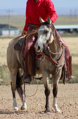 HorseID: 2302259 LXH SHINING RYKER - PhotoID: 1084411