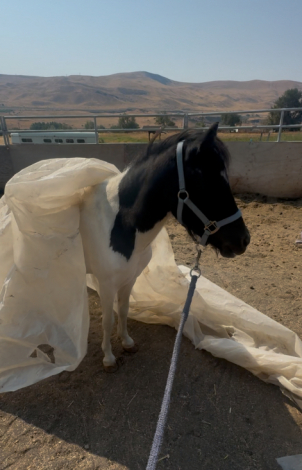 HorseID: 2302348 Bucky - PhotoID: 1091109