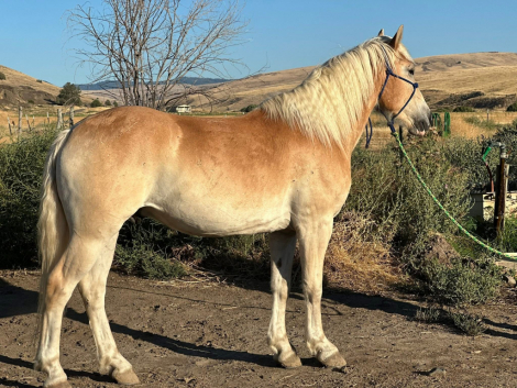 HorseID: 2302493 SANDMAN TLF - PhotoID: 1091164