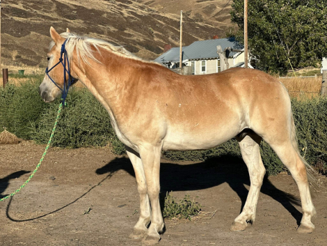 HorseID: 2302493 SANDMAN TLF - PhotoID: 1091165