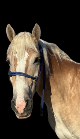 HorseID: 2302493 SANDMAN TLF - PhotoID: 1091166