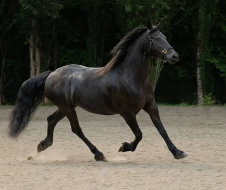 HorseID: 2302608 Deniva - PhotoID: 1084922