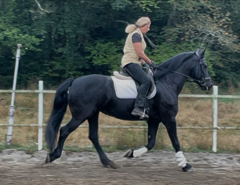 HorseID: 2302608 Deniva - PhotoID: 1084924