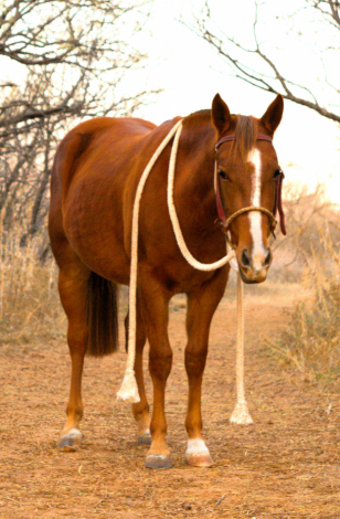 HorseID: 2302806 Blaze - PhotoID: 1085161