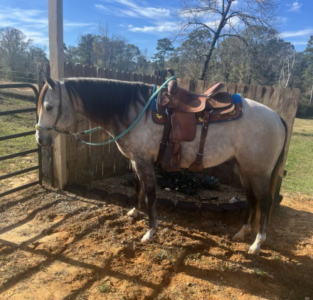 HorseID: 2302862 Smart Poco One Doc - PhotoID: 1085276