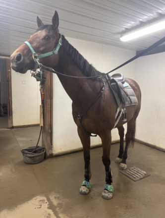 HorseID: 2302980 Imagine The Glory - PhotoID: 1089139