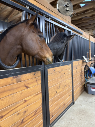 HorseID: 2302980 Imagine The Glory - PhotoID: 1089140