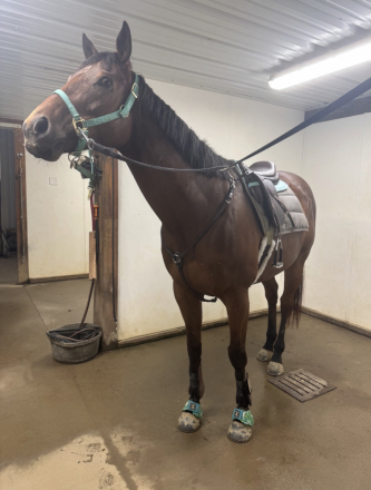 HorseID: 2302980 Imagine The Glory - PhotoID: 1089142