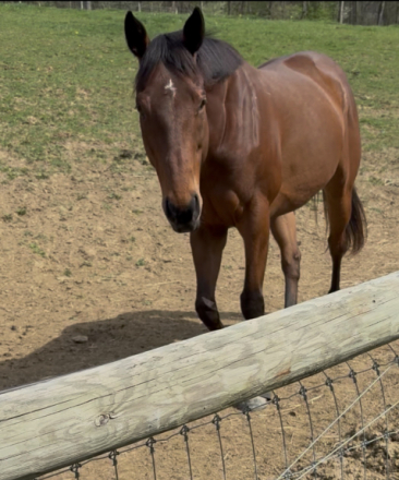 HorseID: 2302980 Imagine The Glory - PhotoID: 1090648