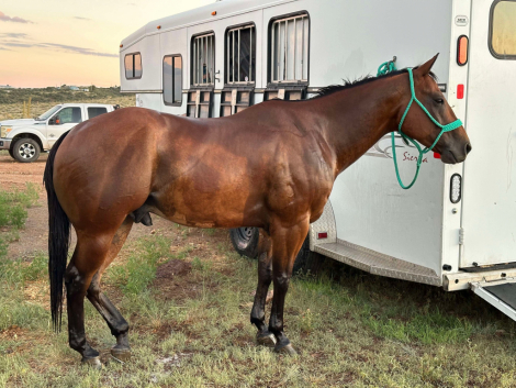 HorseID: 2303313 Gun In A Bar - PhotoID: 1085902