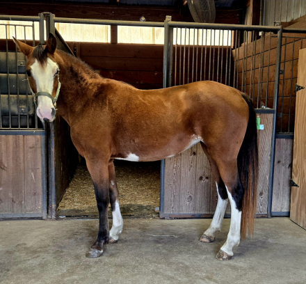 HorseID: 2303467 Shani - PhotoID: 1090201