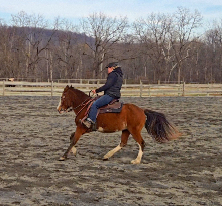 HorseID: 2303467 Shani - PhotoID: 1090202