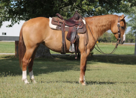 HorseID: 2303477 Lady - PhotoID: 1090146