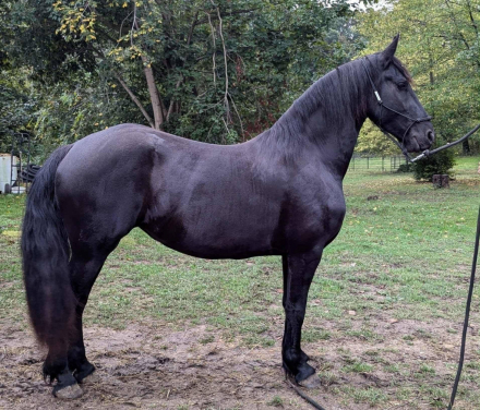 HorseID: 2303582 Kfps FHANA registered mare reduced - PhotoID: 1090101