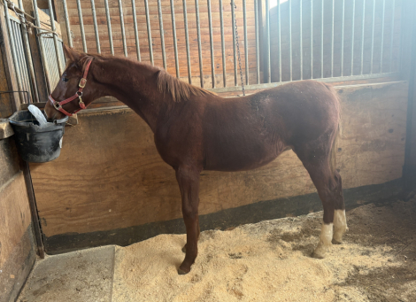 HorseID: 2303985 Gracious Santana Dream - PhotoID: 1088009