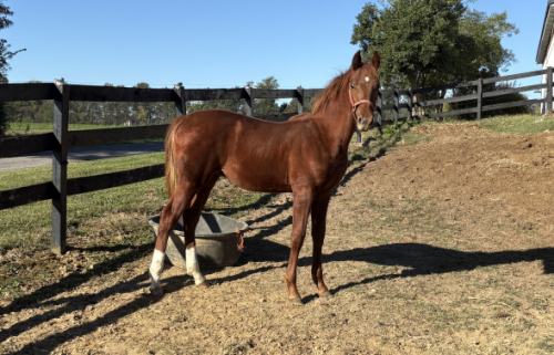 HorseID: 2303985 Gracious Santana Dream - PhotoID: 1090171