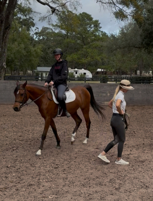 HorseID: 2304090 De La Court - PhotoID: 1090843