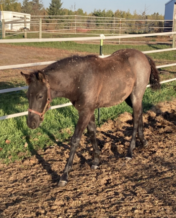 HorseID: 2304134 Spanish Blue on Black - PhotoID: 1087037