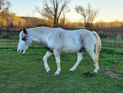 HorseID: 2304538 Batman - PhotoID: 1088471