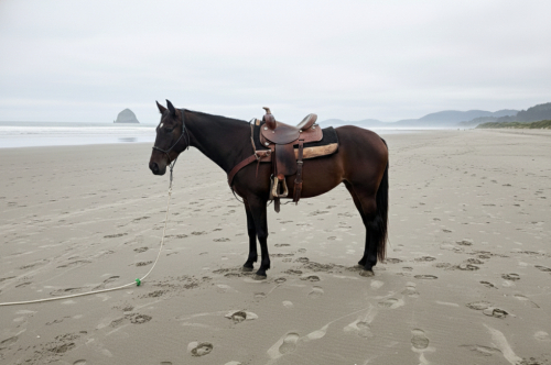 HorseID: 2304791 Nite Winds Echo - PhotoID: 1091220