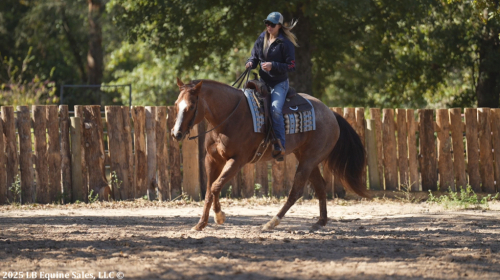 HorseID: 2304821 RedWinder - PhotoID: 1087874