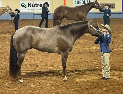 HorseID: 2304821 RedWinder - PhotoID: 1087875